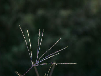 Close-up of plant