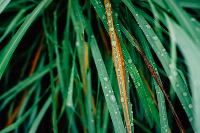 Close-up of wet grass