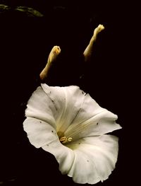 Close-up of white flower against black background