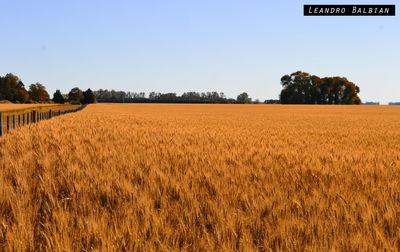 Scenic view of field against clear sky