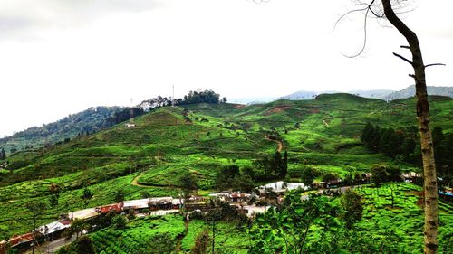 Scenic view of trees and buildings against sky