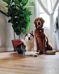 Portrait of dog sitting on floor at home