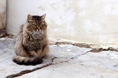 Portrait of cat sitting outdoors