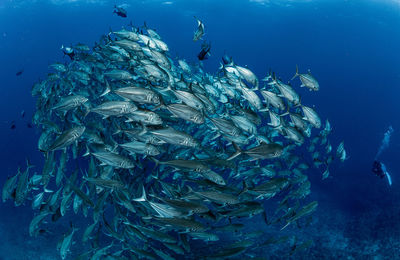 School of bigeye trevally, underwater photography