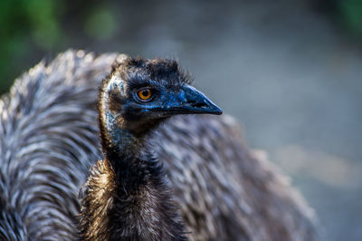 Close-up of a bird looking away