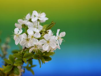 Close-up of white cherry blossoms