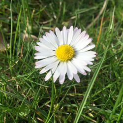 Close-up of white daisy blooming on field