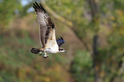 Close-up of eagle flying against trees