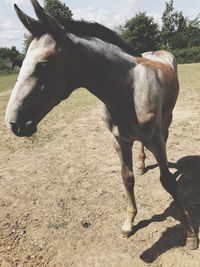 Horse standing in ranch