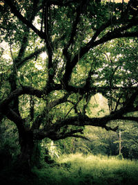 Low angle view of tree against sky