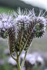 Close-up of thistle