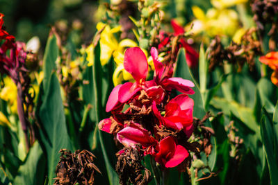 Close-up of pink flowering plants