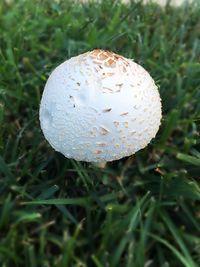 Close-up of fly agaric mushroom