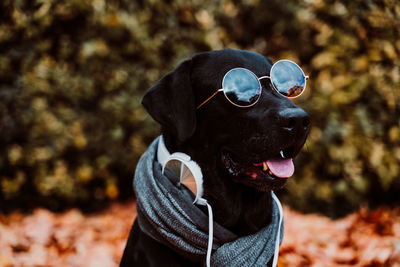 Beautiful black labrador sitting outdoors on brown leaves background, wearing a grey scarf. autumn 