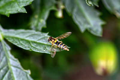 Close-up of insect on leaf