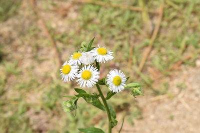 Close-up of yellow flowers blooming on field