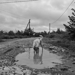 Rear view of dog walking in water