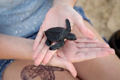 Midsection of woman holding sea turtle hatching