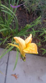 Close-up of day lily plant