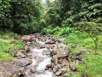 Scenic view of waterfall in forest