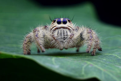 Close-up of spider