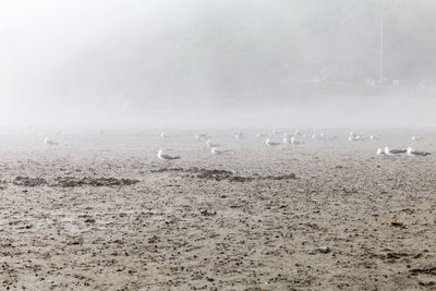 Seagulls perching on sand at beach in foggy weather