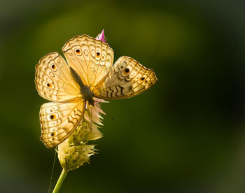 Close-up of butterfly pollinating on flower