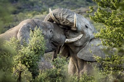 Close-up of elephants 