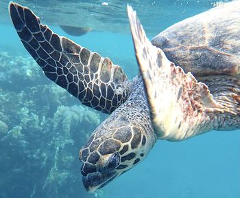 Turtle swimming in sea