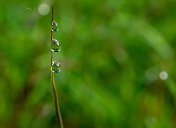 Close-up of raindrops on plant