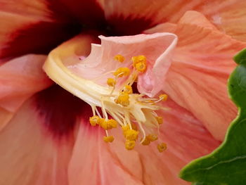 Close-up of pink rose flower