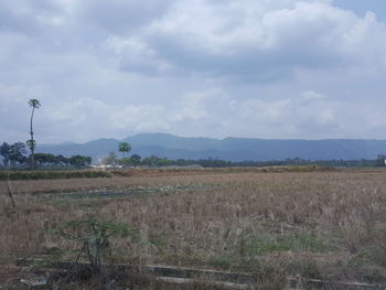 Scenic view of field against sky