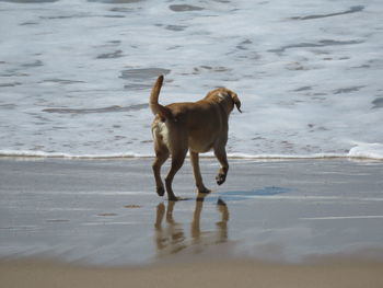 Dog running on beach