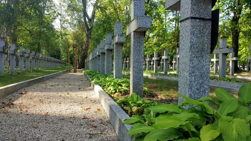 Footpath amidst trees in park