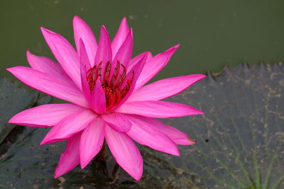 Close-up of pink lotus water lily