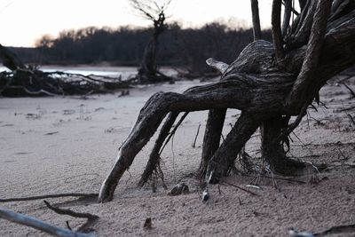 Close-up of sculpture on sand