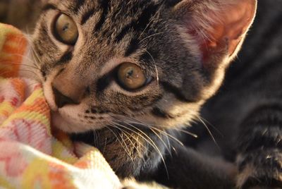 Close-up portrait of a cat