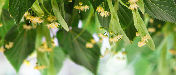 Close-up of flowering plant