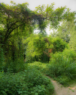 Trees in forest