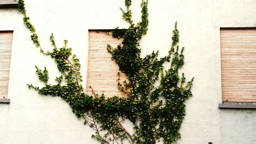 Ivy growing on wall of building