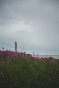 Flowers by sea against sky