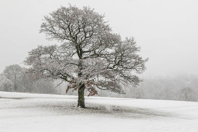 Bare tree on snow covered landscape