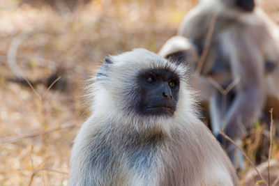 Close-up of monkey on tree