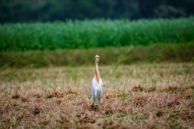 View of bird on field