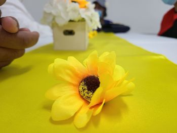 Close-up of yellow flower on hand