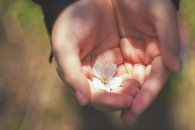 Close-up of hand holding flower