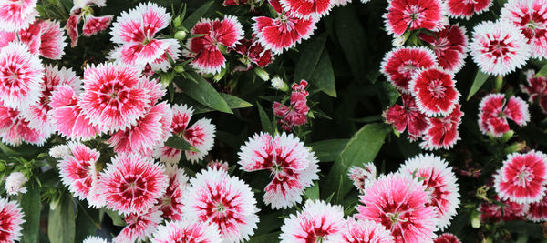 Close-up of pink flowering plants