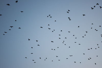 Flock of birds flying against clear sky