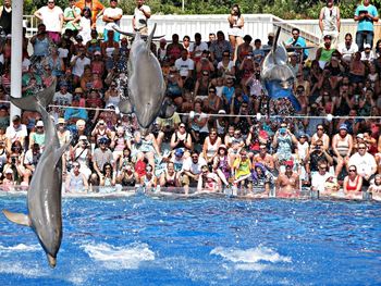 People watching dolphins jumping in pool