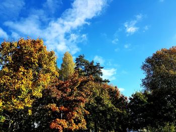 Low angle view of trees against sky during autumn